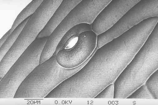 plant stomata